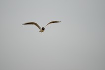 dsc_5511c.jpg