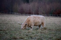 dsc_0083c.jpg