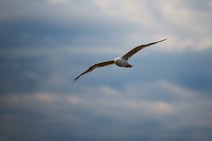 dsc_7256c.jpg