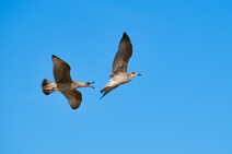 dsc_2220c.jpg