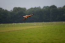 dsc_9112c.jpg