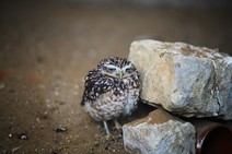 dsc_9240c.jpg