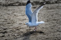 dsc_9426c.jpg