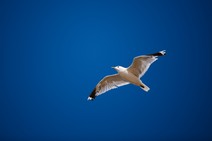 dsc_1602c.jpg