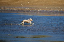 dsc_1705c.jpg