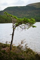 dsc_2994c.jpg