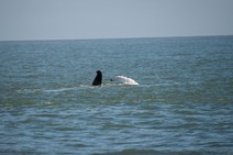 dsc_9419c.jpg