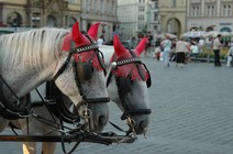 dsc_2349.jpg