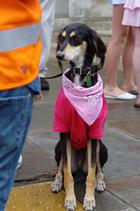 dsc_5011c.jpg