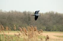 dsc_9077c.jpg