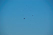 dsc_9483c.jpg