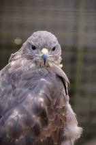 dsc_5948c.jpg