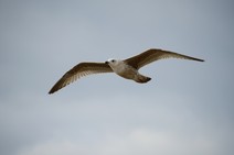 dsc_7929c.jpg