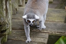 dsc_1952c.jpg