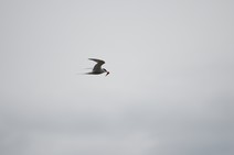 dsc_0775c.jpg